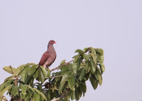 鳞斑鸽