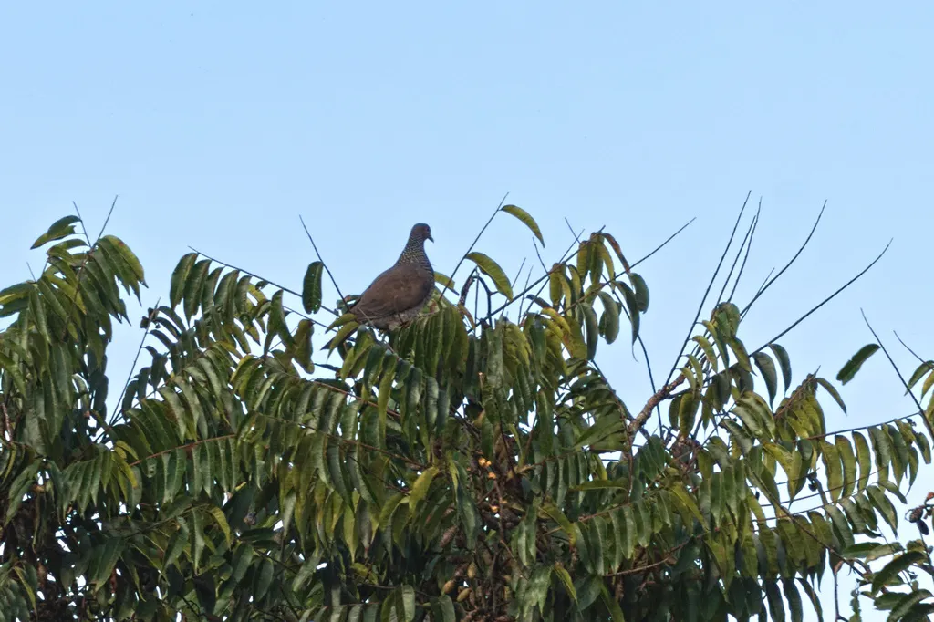 鳞斑鸽(Patagioenas speciosa)