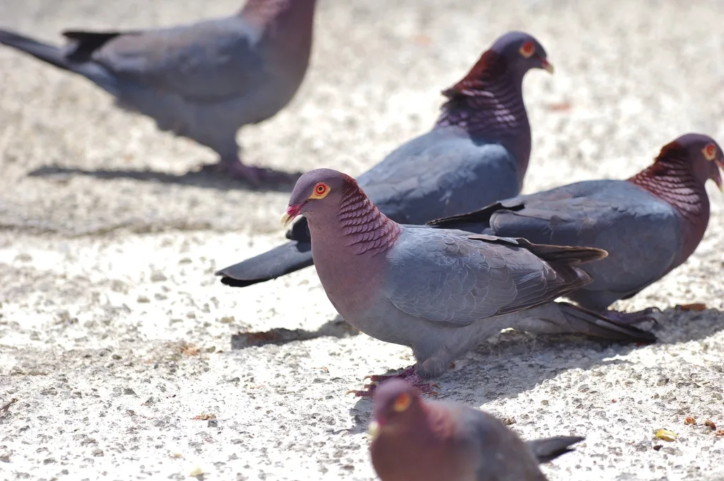 鳞枕鸽(Patagioenas squamosa)