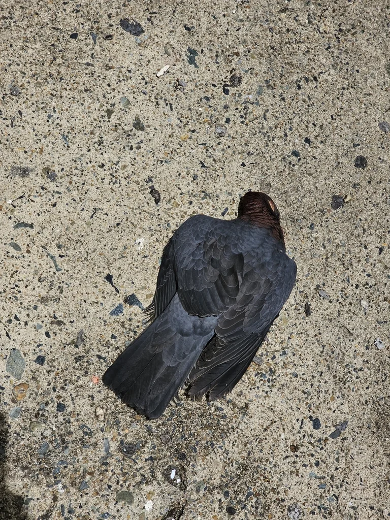 鳞枕鸽(Patagioenas squamosa)