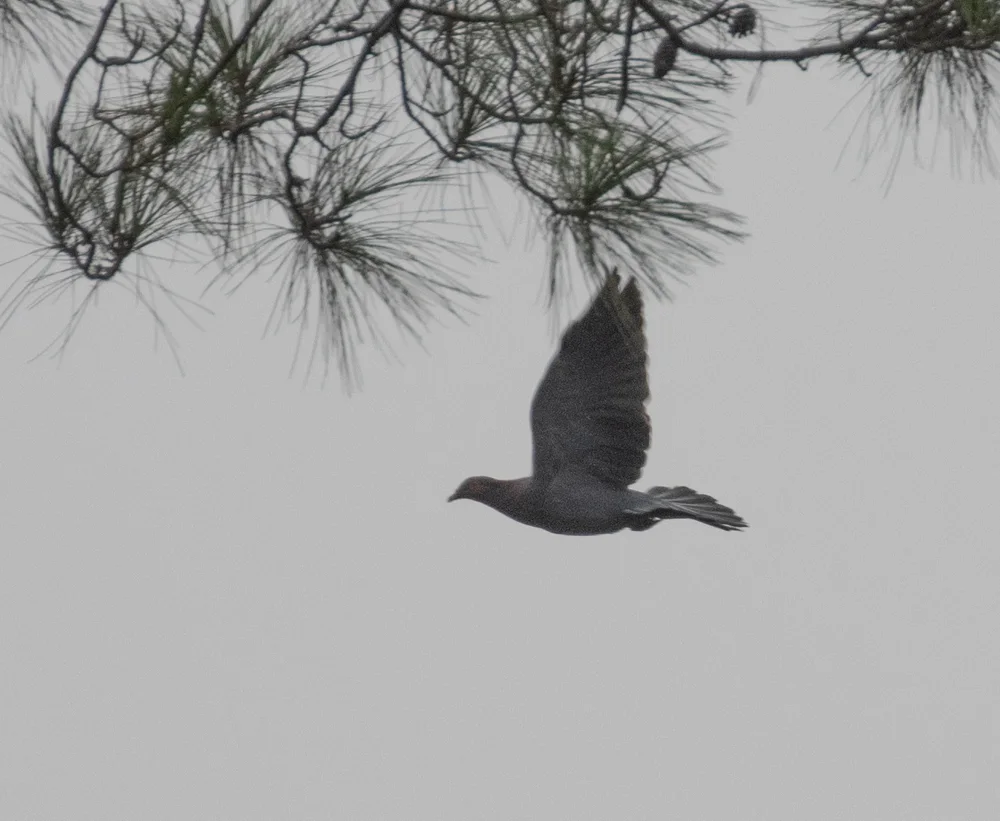 鳞枕鸽(Patagioenas squamosa)