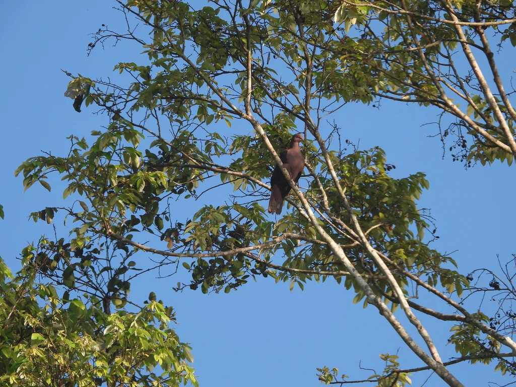 赤鸽(Patagioenas subvinacea)