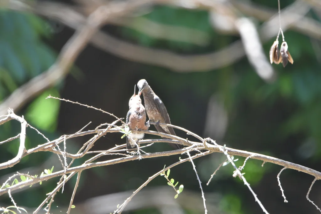 巨蜂鸟（Patagona gigas）