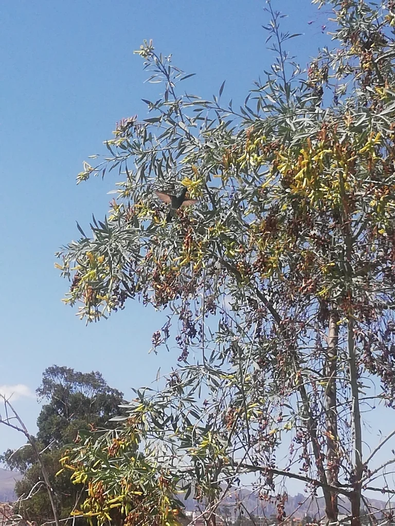 巨蜂鸟（Patagona gigas）