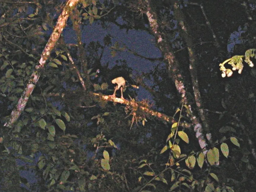 盔凤冠雉(Pauxi pauxi)