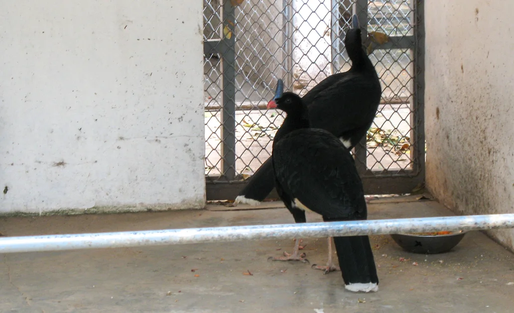 单盔凤冠雉(Pauxi unicornis)