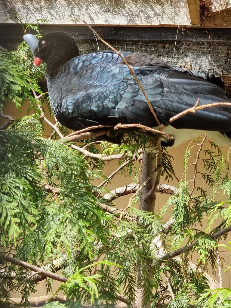 单盔凤冠雉(Pauxi unicornis)