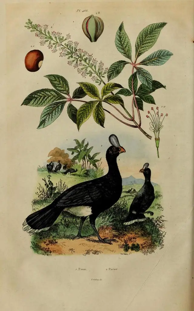 单盔凤冠雉(Pauxi unicornis)