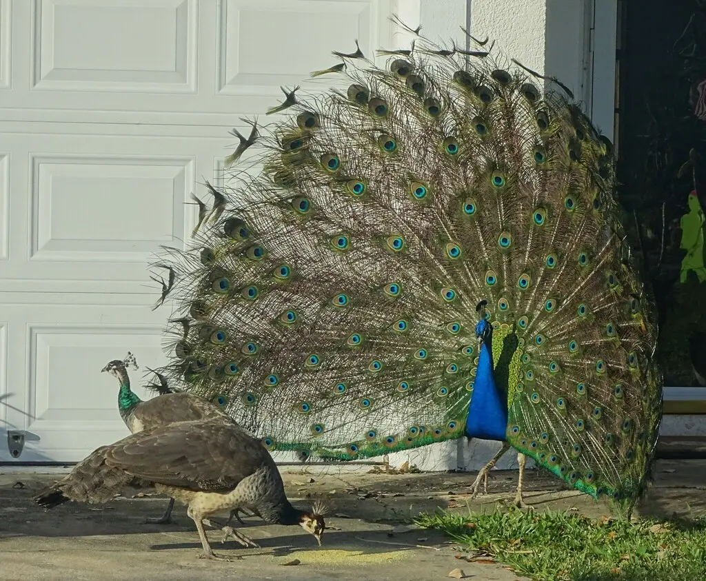蓝孔雀（Pavo cristatus）