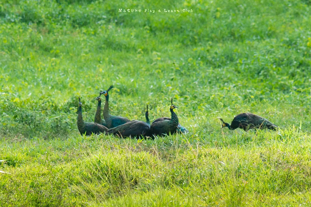 绿孔雀(Pavo muticus)