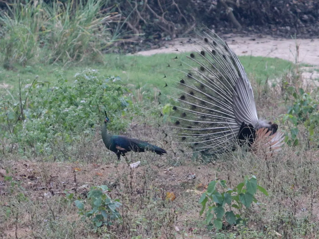 绿孔雀(Pavo muticus)