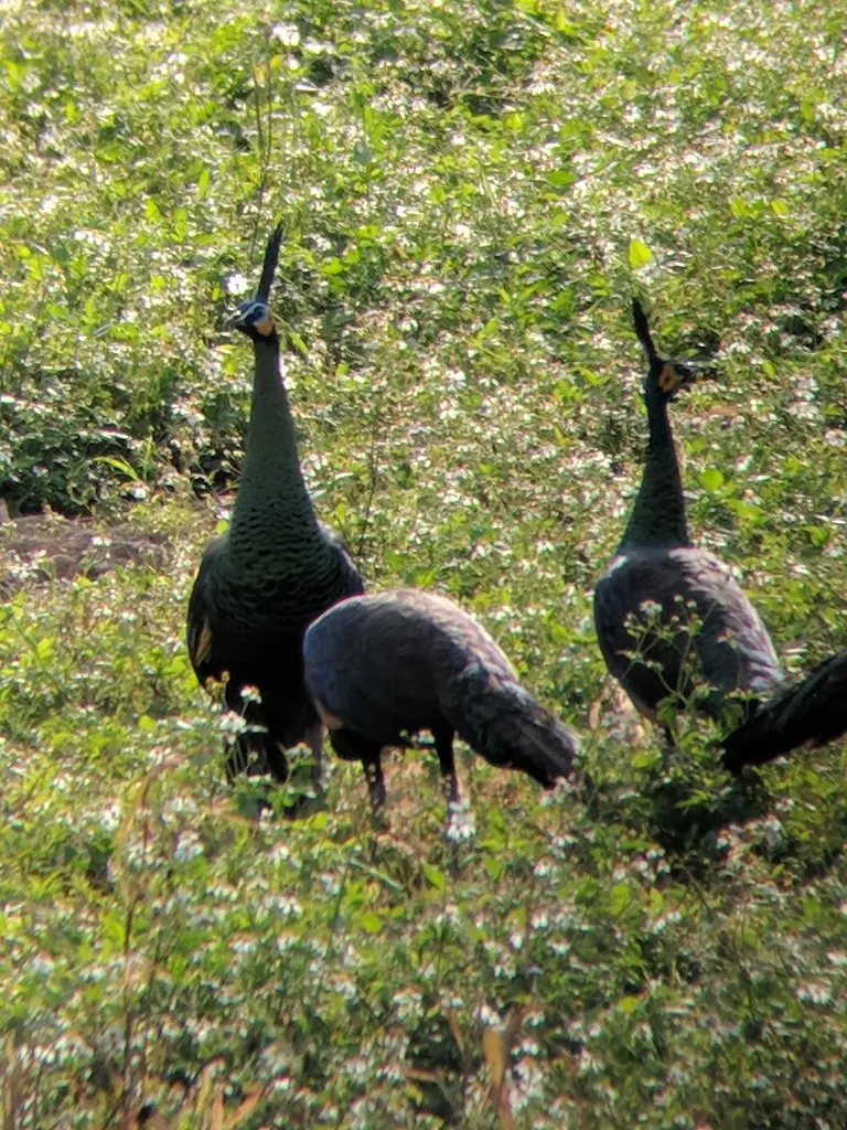 绿孔雀(Pavo muticus)
