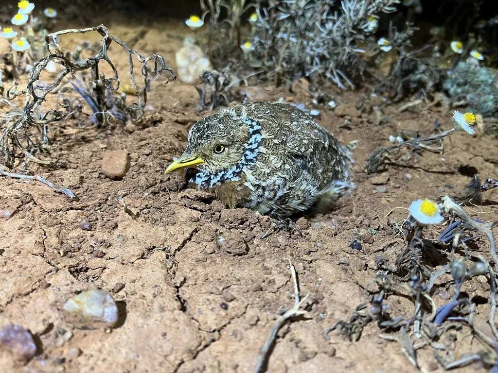 领鹑(Pedionomus torquatus)