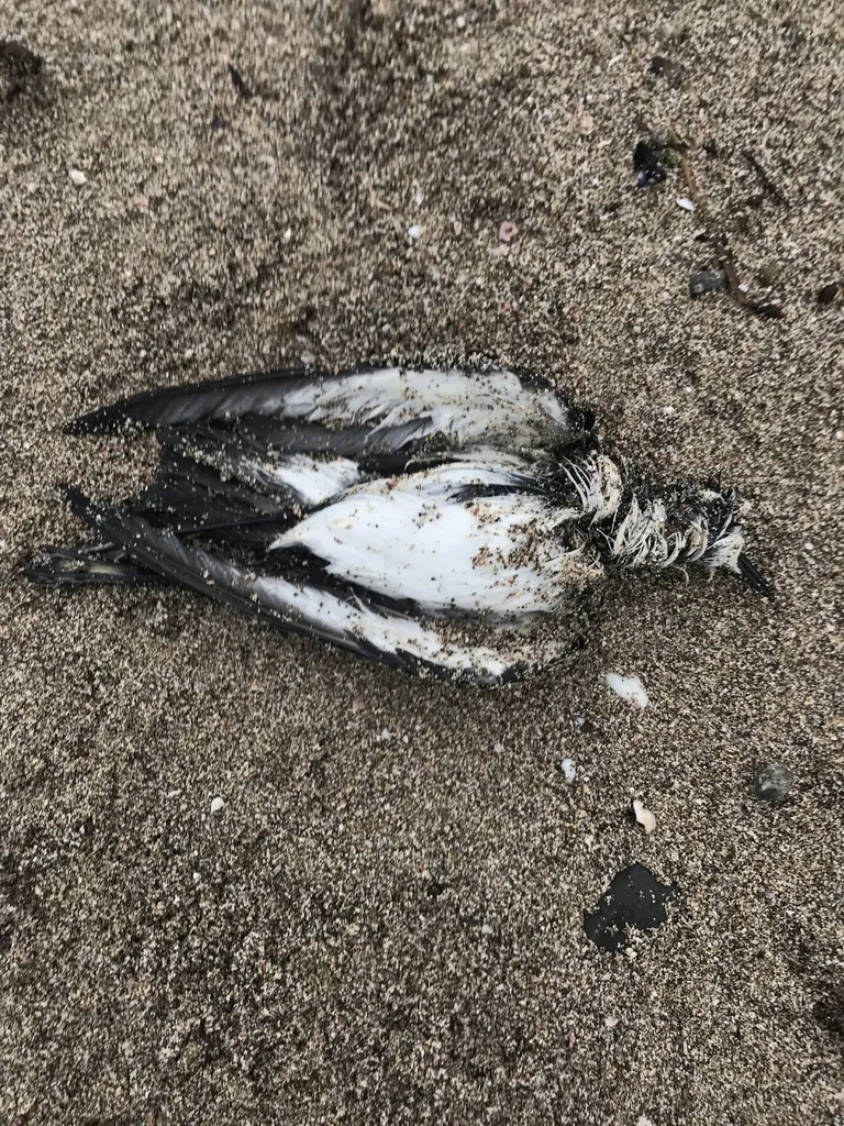 白脸海燕(Pelagodroma marina)