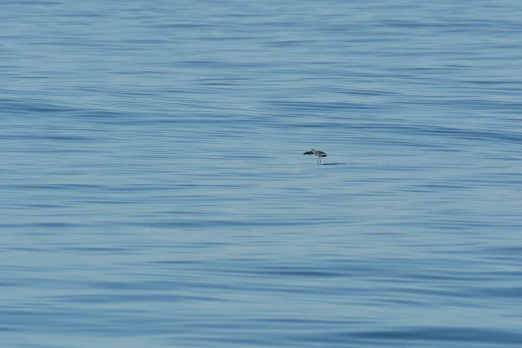 白脸海燕(Pelagodroma marina)