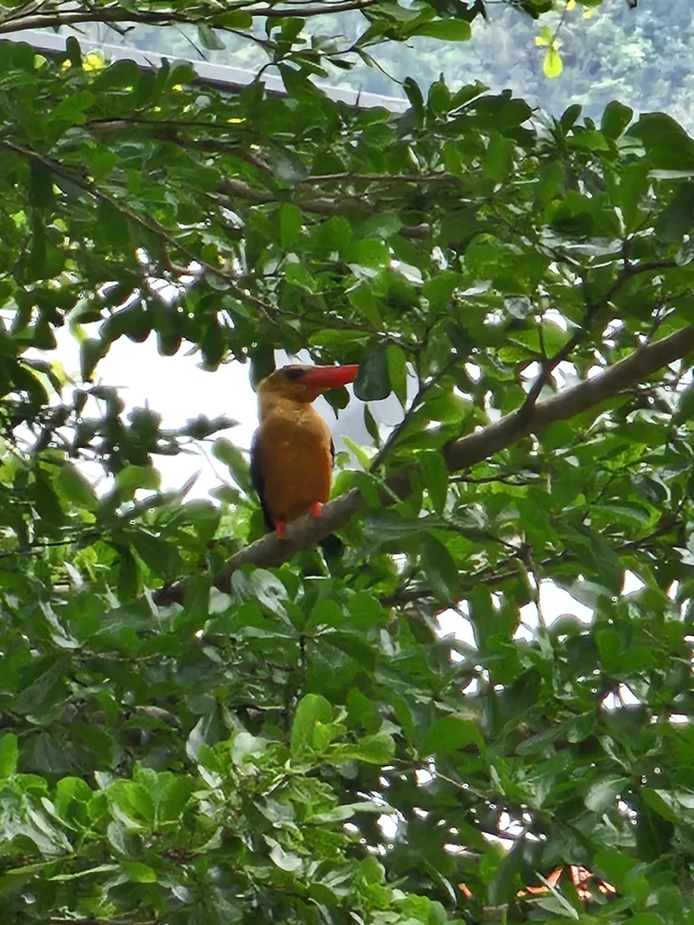 褐翅翡翠(Pelargopsis amauroptera)