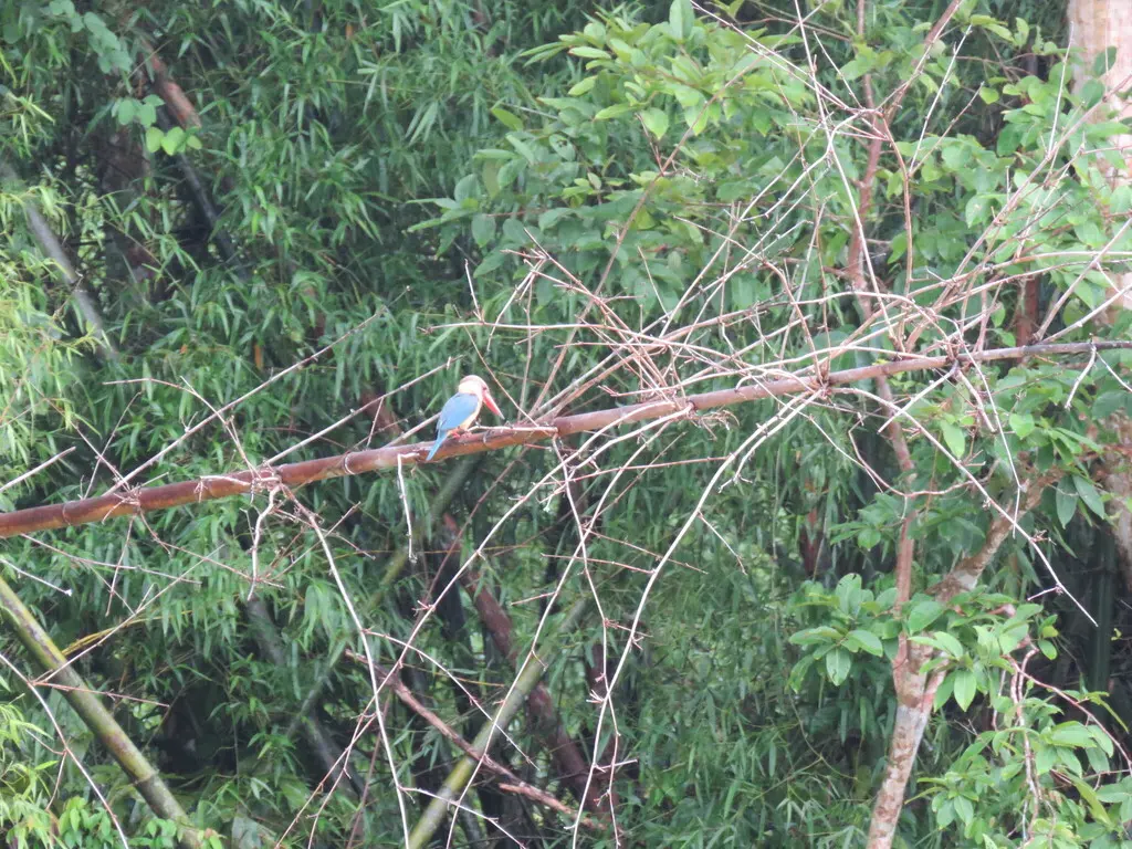 鹳嘴翡翠(Pelargopsis capensis)