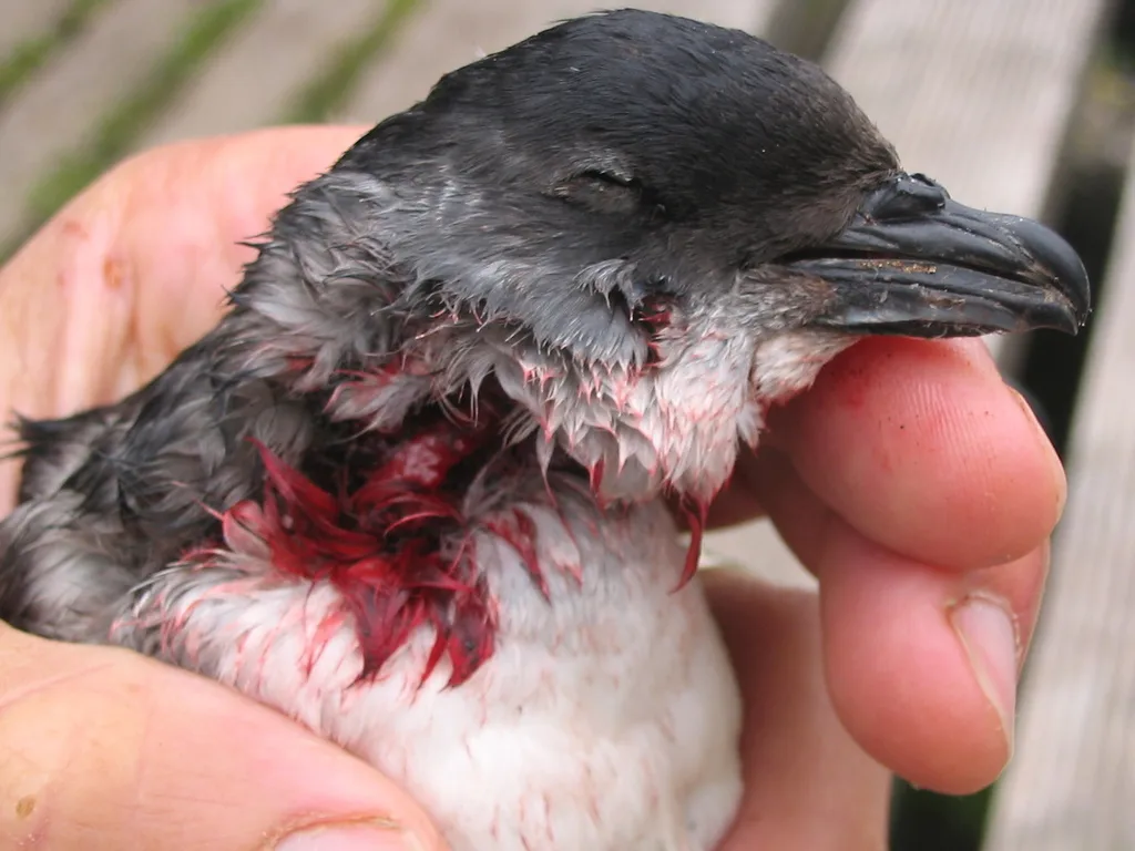 南乔治亚鹈燕(Pelecanoides georgicus)