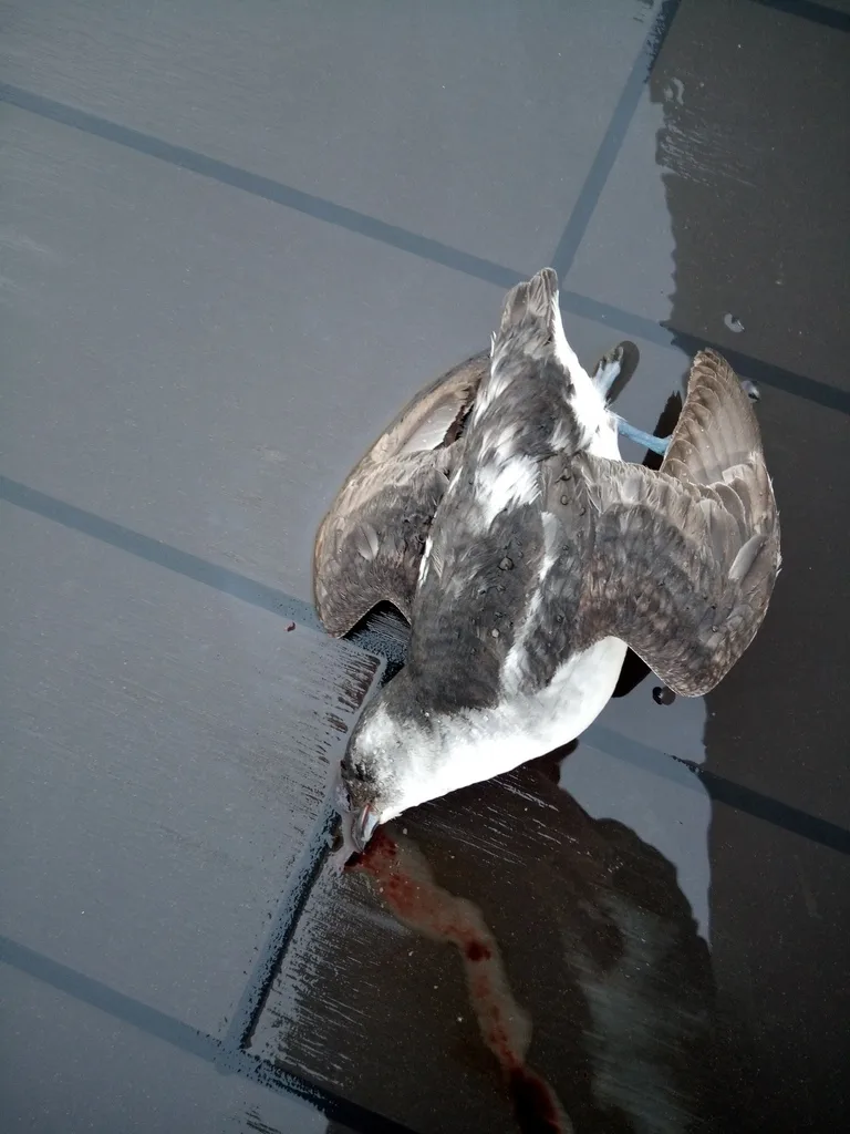 南乔治亚鹈燕(Pelecanoides georgicus)