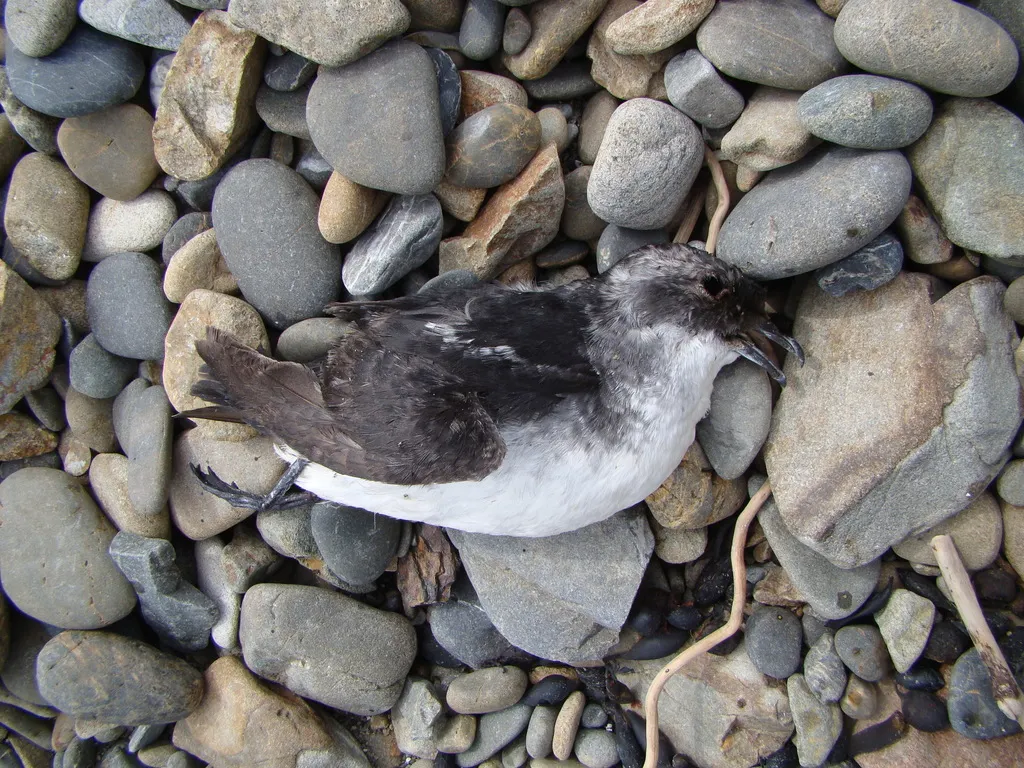 鹈燕(Pelecanoides urinatrix)