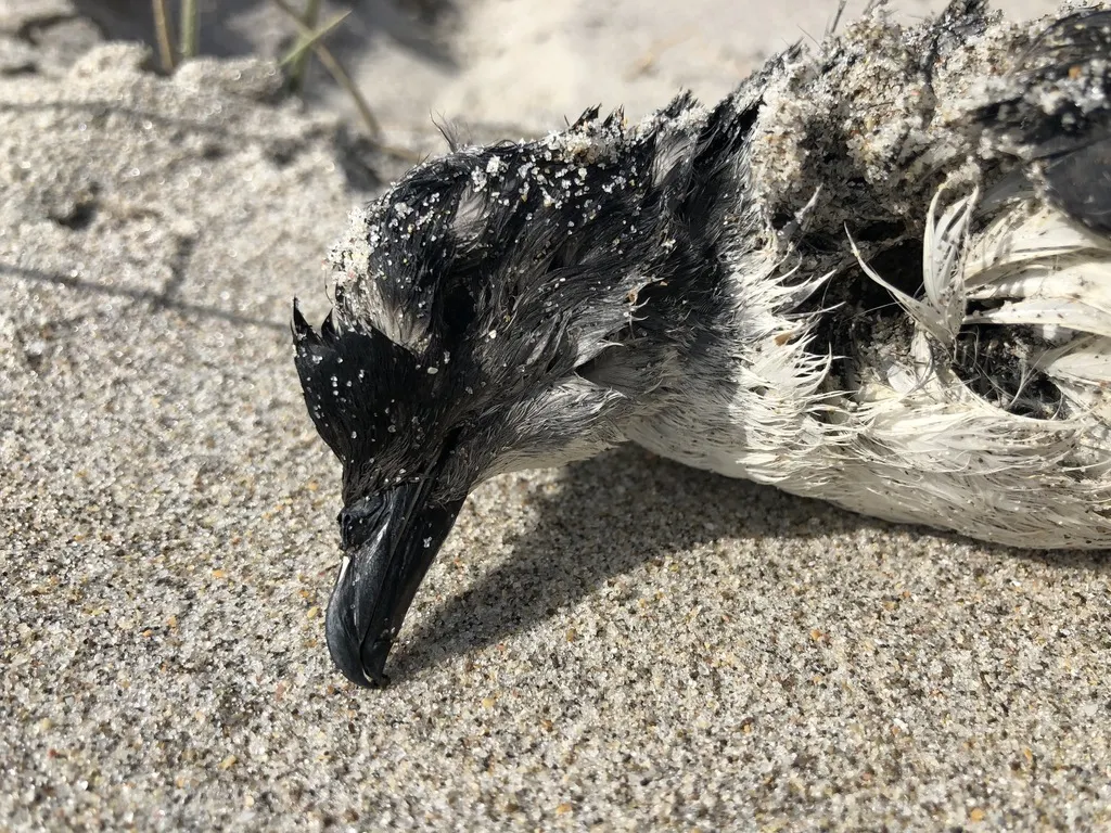 鹈燕(Pelecanoides urinatrix)