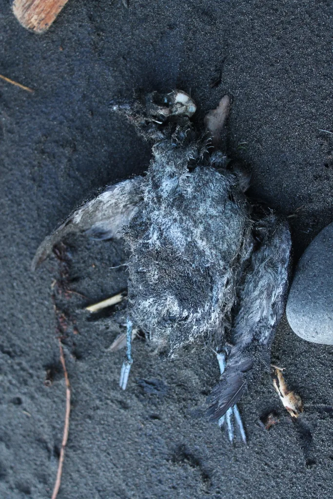 鹈燕(Pelecanoides urinatrix)