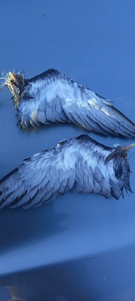 鹈燕(Pelecanoides urinatrix)