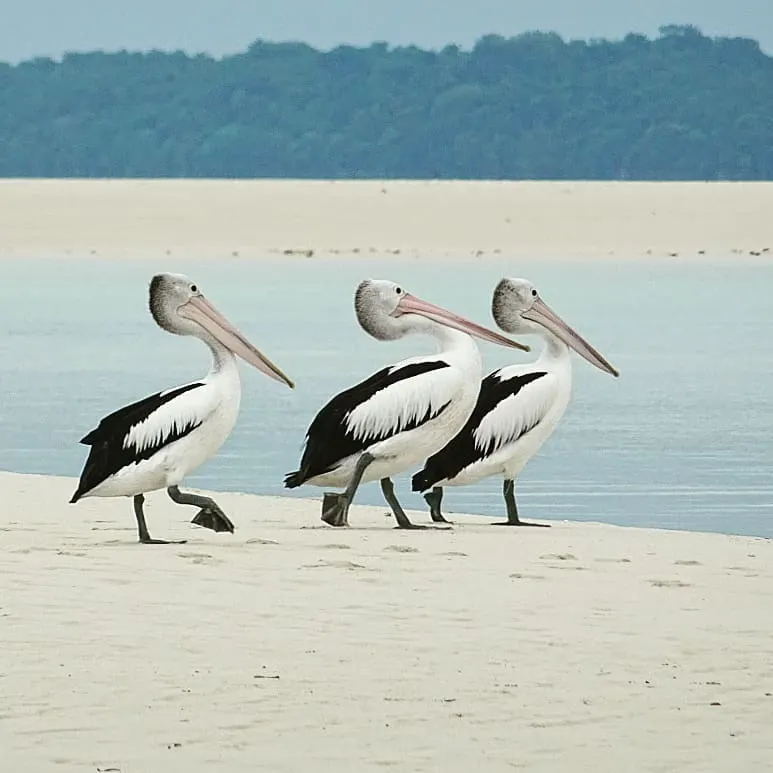 澳洲鹈鹕(Pelecanus conspicillatus)