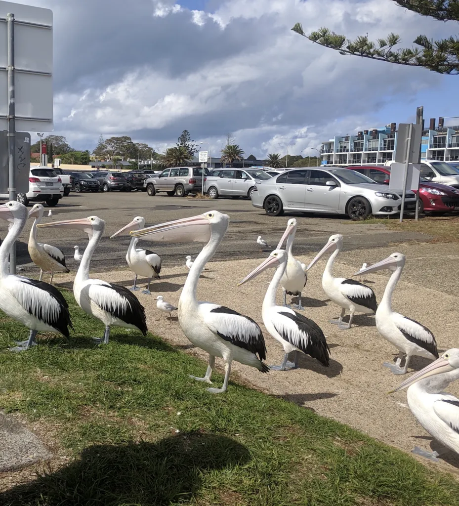 澳洲鹈鹕(Pelecanus conspicillatus)