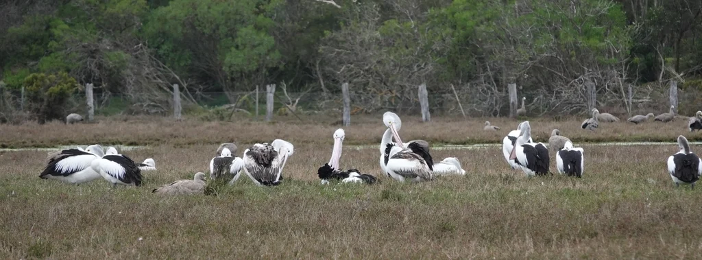 澳洲鹈鹕(Pelecanus conspicillatus)