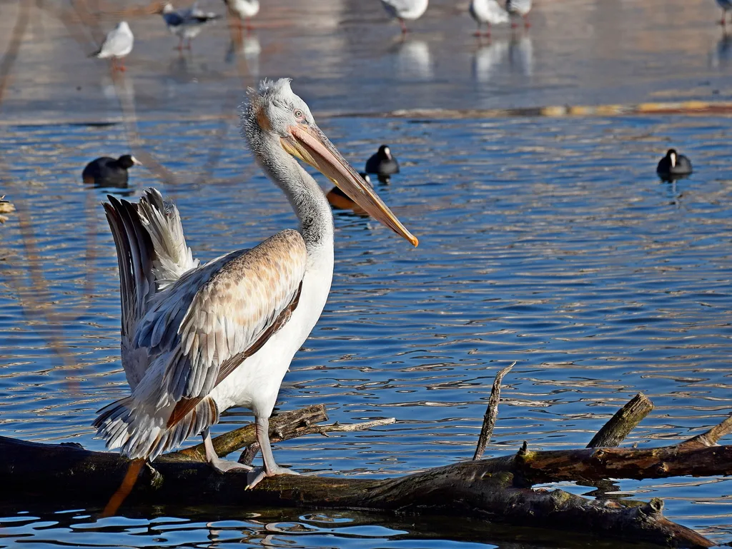 卷羽鹈鹕(Pelecanus crispus)