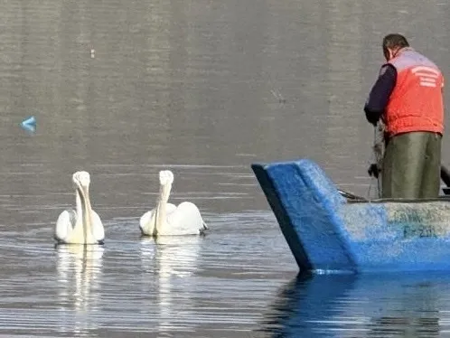 卷羽鹈鹕(Pelecanus crispus)