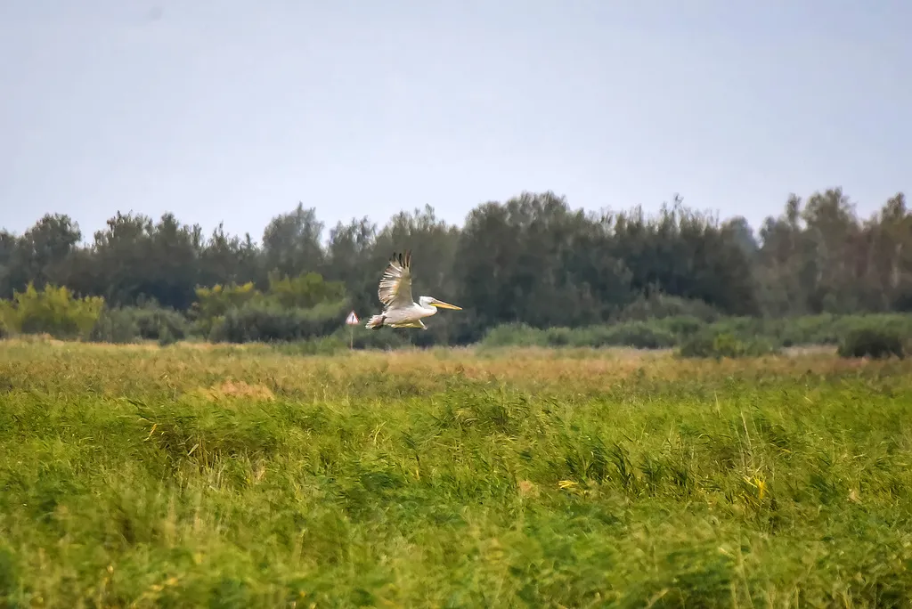 卷羽鹈鹕(Pelecanus crispus)