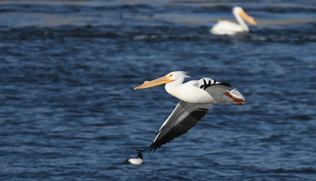 美洲鹈鹕(Pelecanus erythrorhynchos)