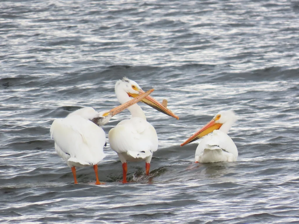 美洲鹈鹕(Pelecanus erythrorhynchos)