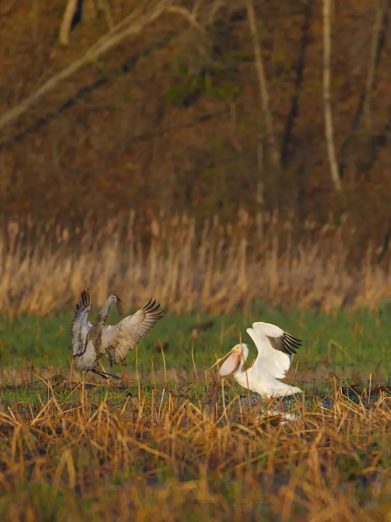 美洲鹈鹕(Pelecanus erythrorhynchos)