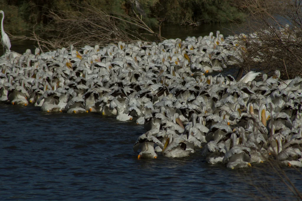 美洲鹈鹕(Pelecanus erythrorhynchos)