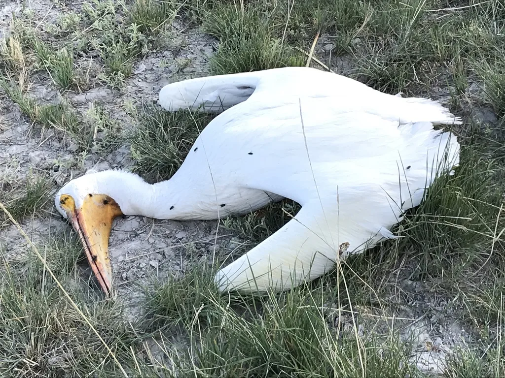 美洲鹈鹕(Pelecanus erythrorhynchos)