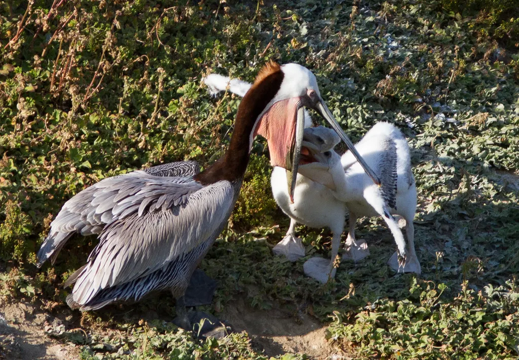 褐鹈鹕(Pelecanus occidentalis)