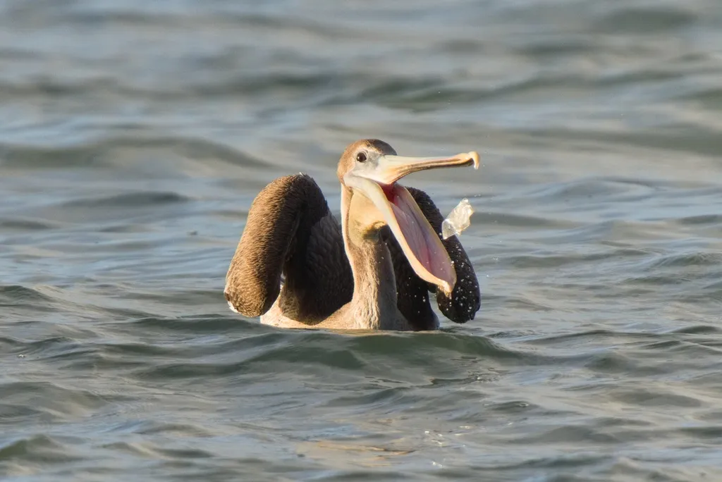 褐鹈鹕(Pelecanus occidentalis)