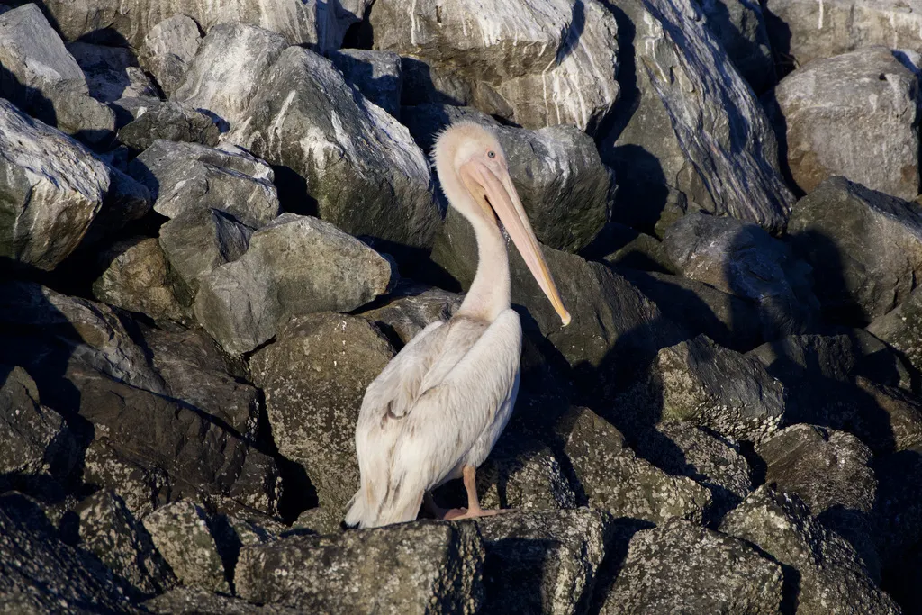 褐鹈鹕(Pelecanus occidentalis)