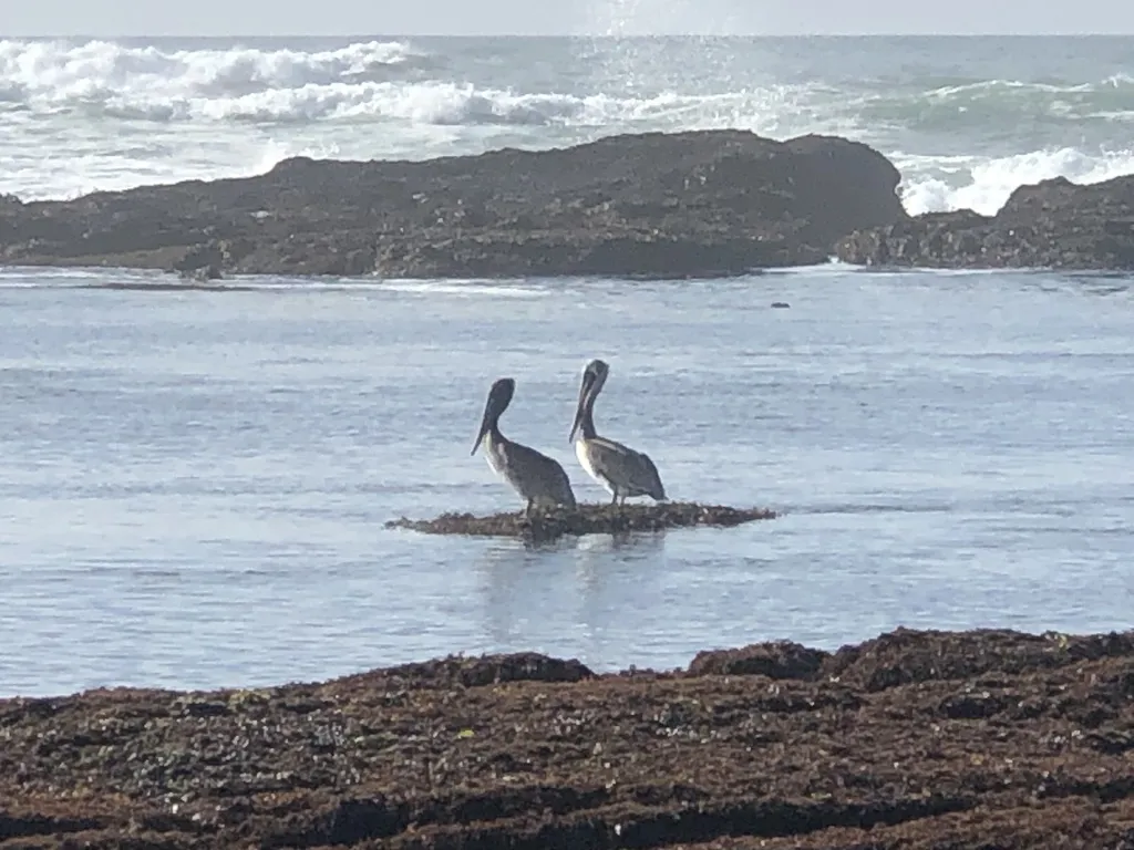 褐鹈鹕(Pelecanus occidentalis)