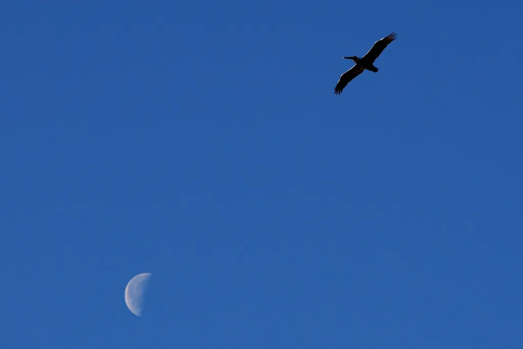 褐鹈鹕(Pelecanus occidentalis)