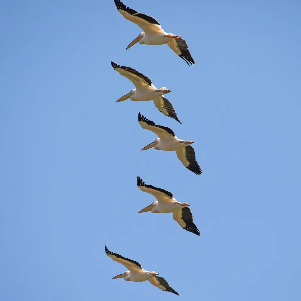 白鹈鹕(Pelecanus onocrotalus)