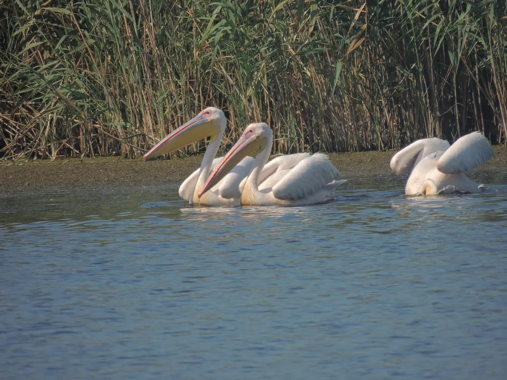 白鹈鹕(Pelecanus onocrotalus)