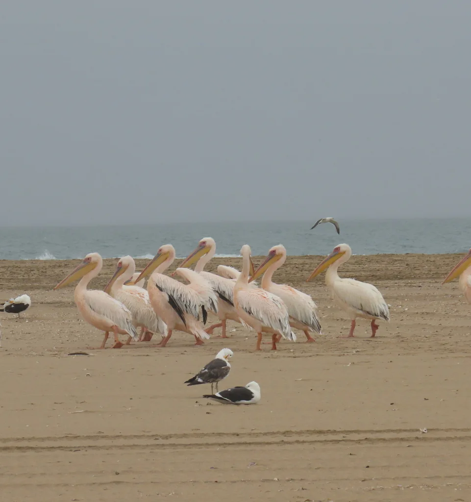 白鹈鹕(Pelecanus onocrotalus)