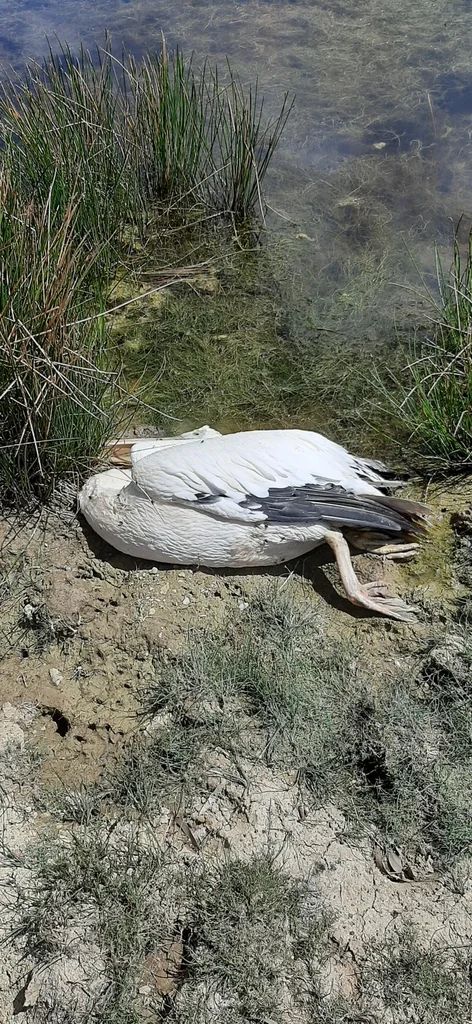 白鹈鹕(Pelecanus onocrotalus)