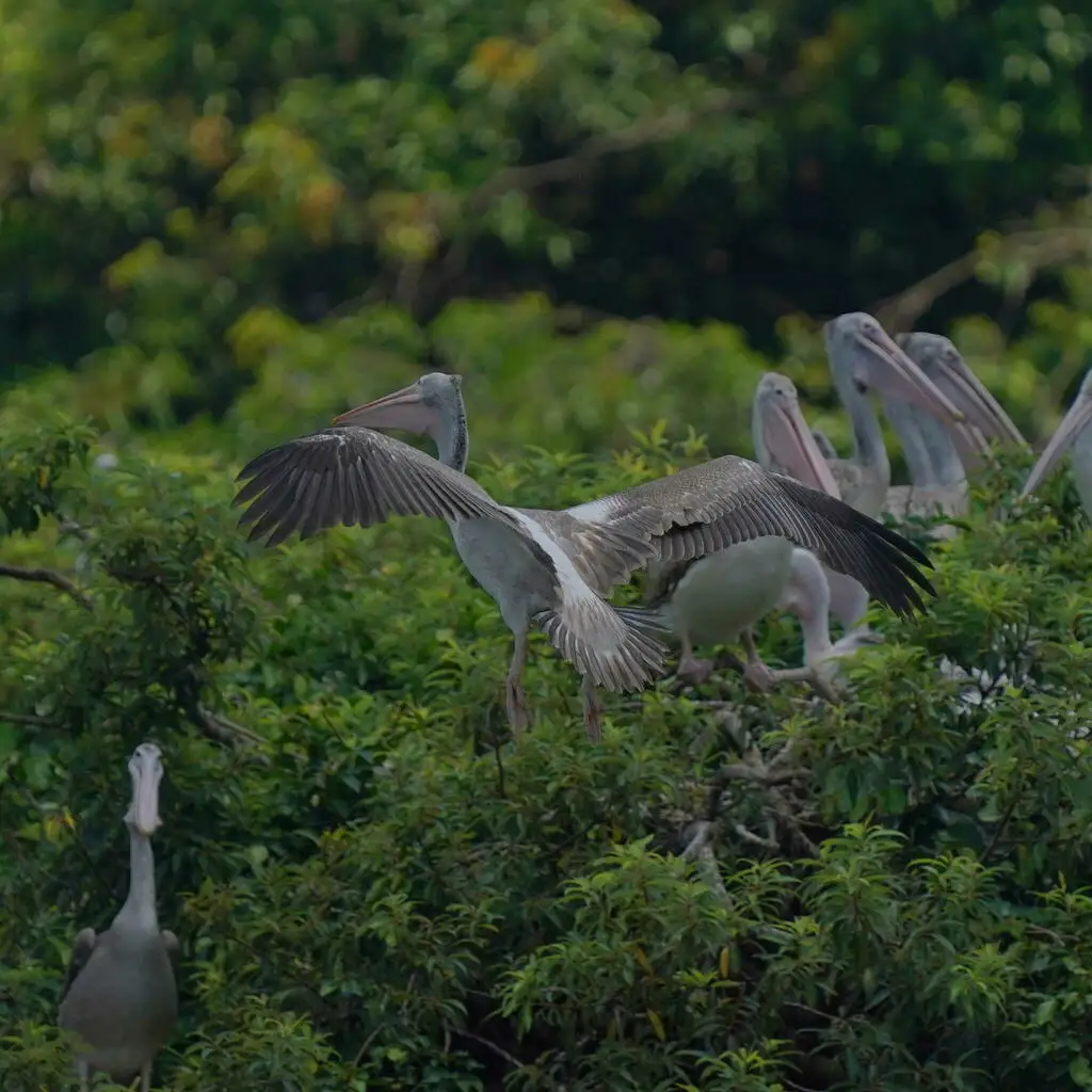 斑嘴鹈鹕(Pelecanus philippensis)
