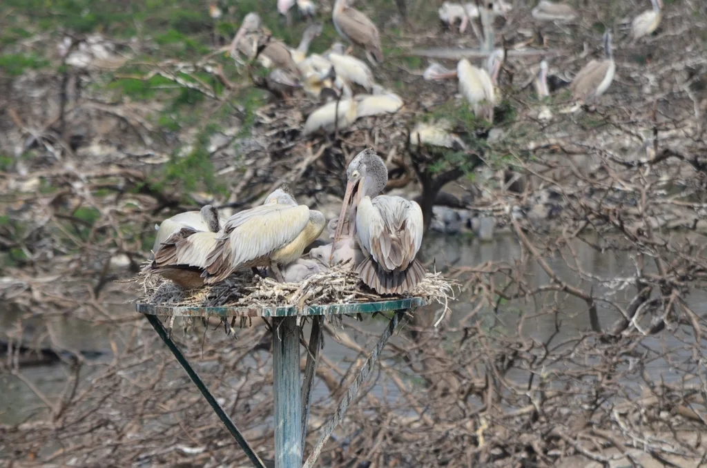 斑嘴鹈鹕(Pelecanus philippensis)