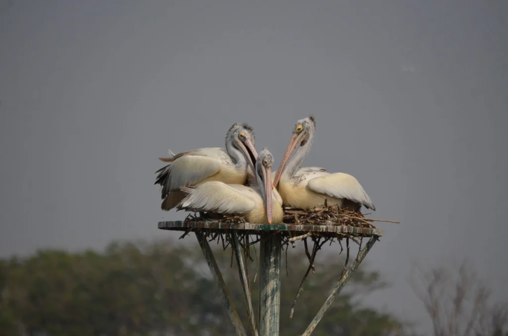 斑嘴鹈鹕(Pelecanus philippensis)